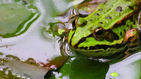 A green Frog in water